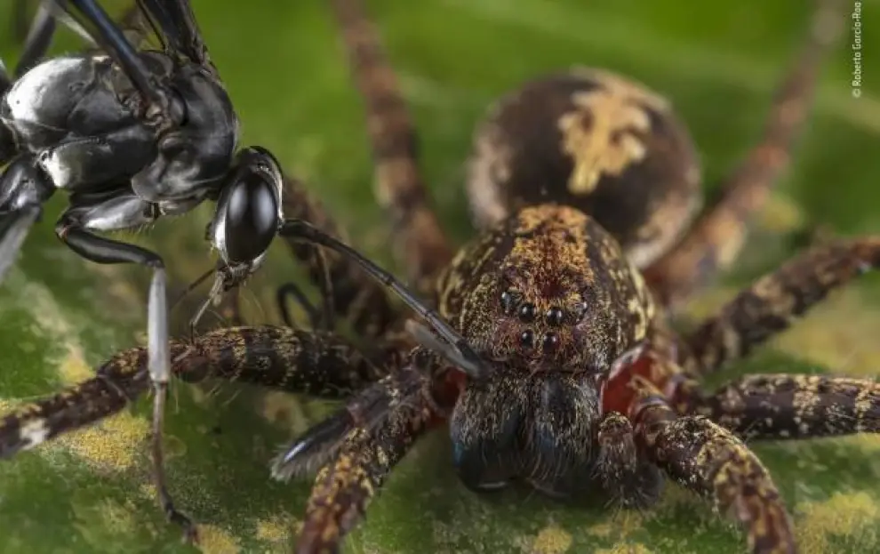 'Ataque de avispa' es el título de esta imagen que muestra el frenético combate entre la avispa pompílida y la ornamentada araña Ctenus que se detuvo de repente en la selva peruana de Tambopata.