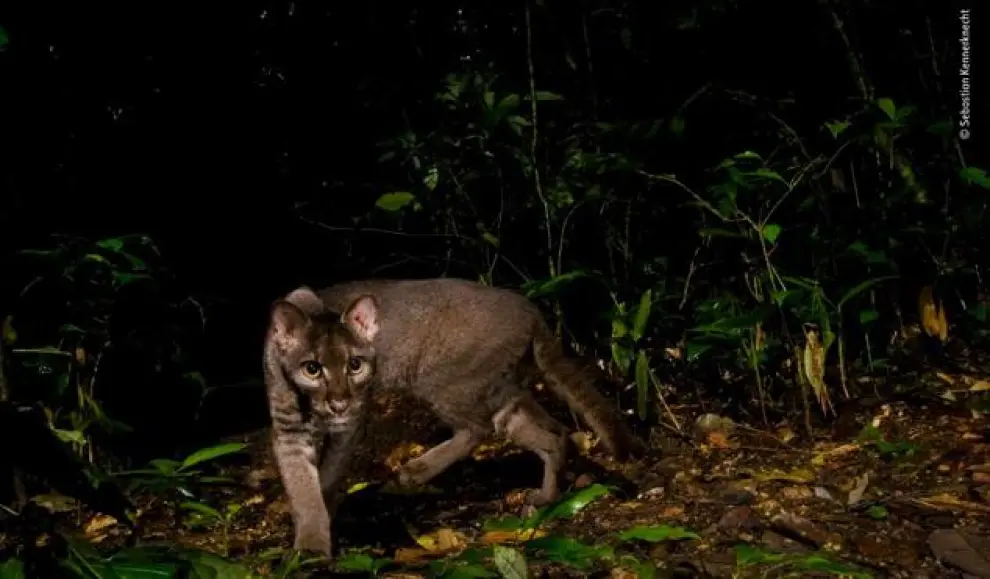 Titulada 'Mala suerte para el gato', esta imagen muestra una piel de gato disecada y colgada de un cobertizo en Sudamérica.