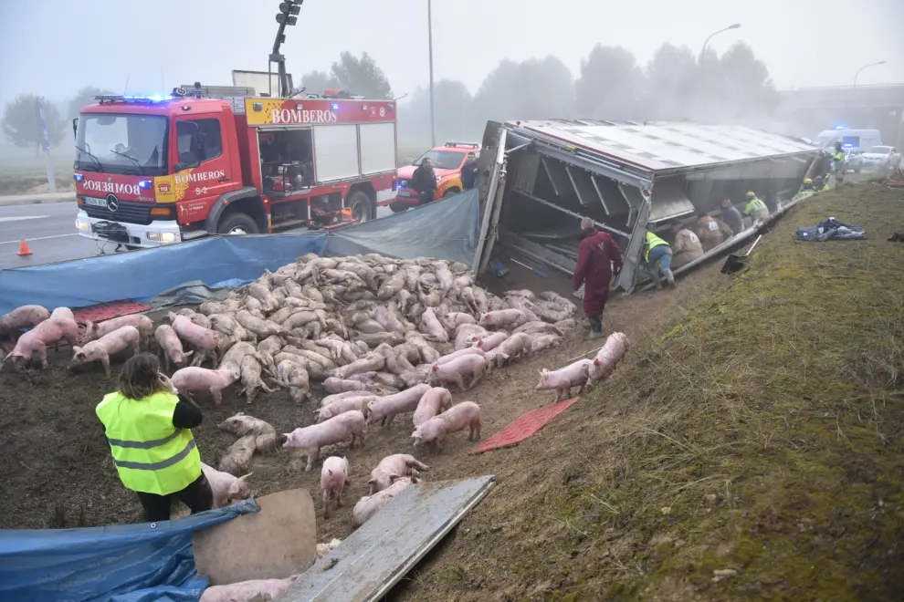 El vehículo ha volcado en una curva cerrada de la N-330 de acceso a Huesca, provocando la muerte de cientos de animales.