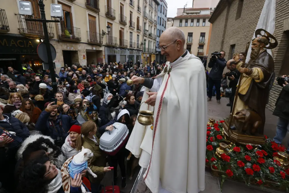 Cientos de zaragozanos bendicen a sus animales el día de San Antón.