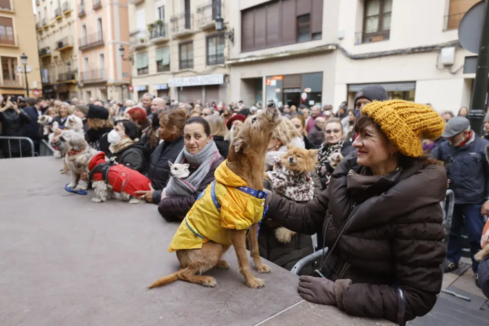 Cientos de zaragozanos bendicen a sus animales el día de San Antón.