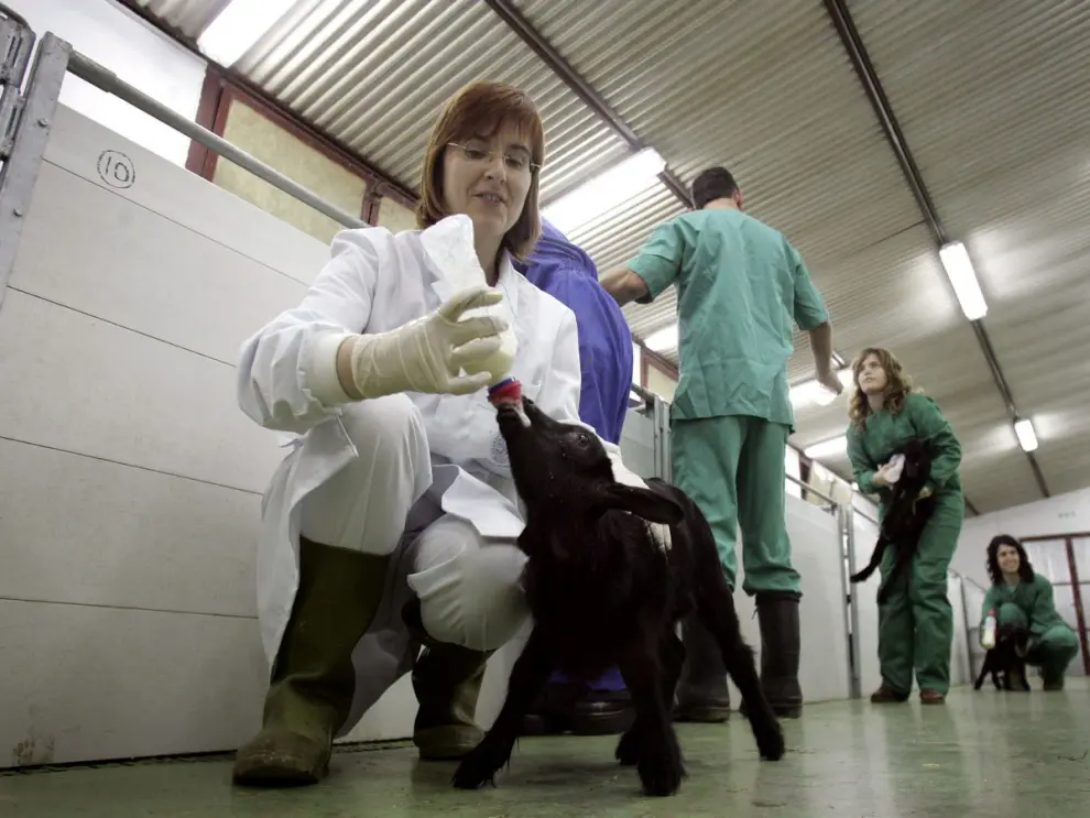 Personal de la Facultad de Veterinaria, atendiendo a los animales, 2005