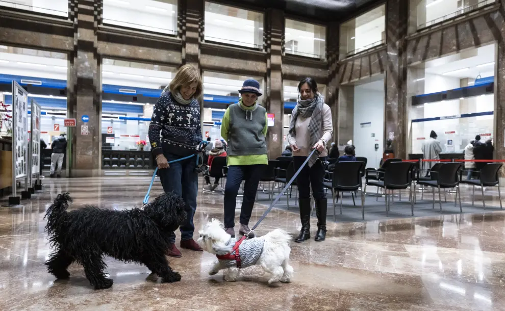 Fotos de la presentación del acceso de animales al Ayuntamiento de Zaragoza