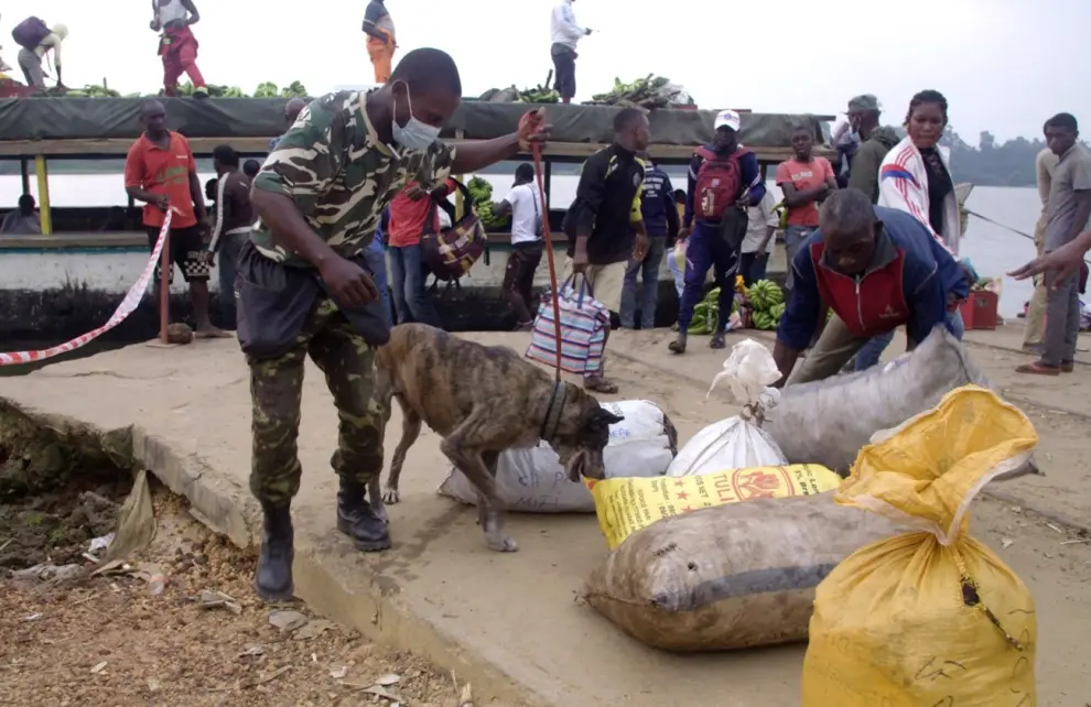 Holly buscando animales protegidos dentro de los sacos que acaban de llegar a un puerto en el Congo.