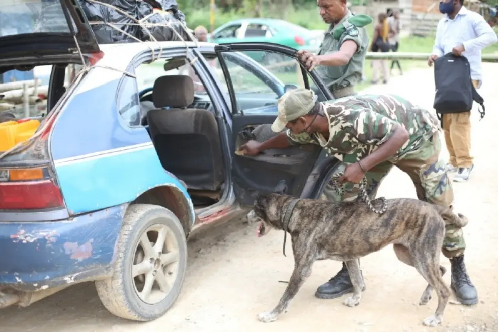 Holly, una perra jubilada tras combatir el tráfico de animales en el Congo.