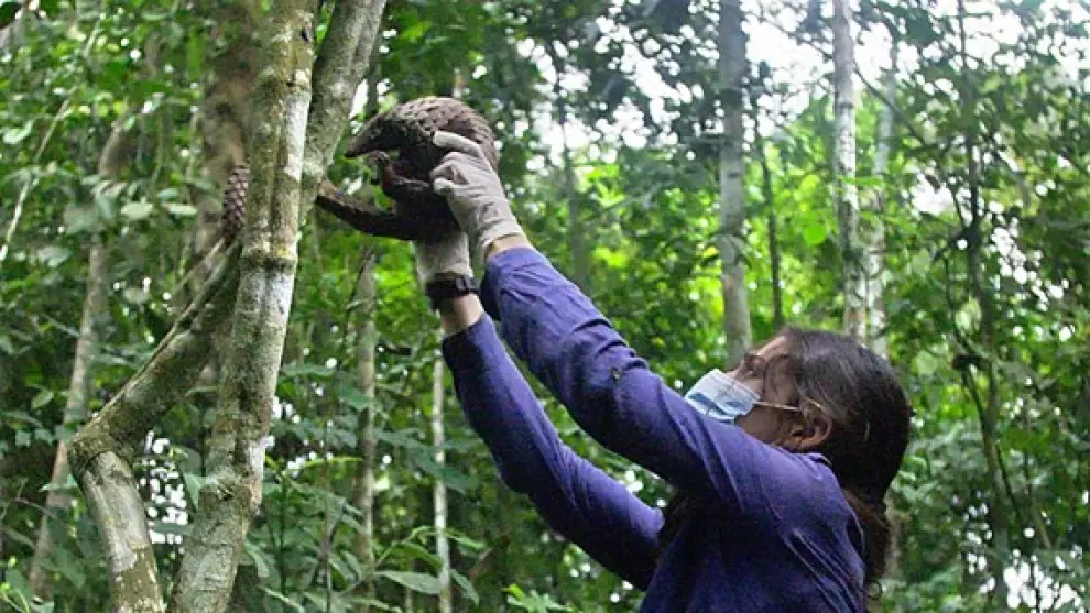 María Ruiz, Manager del Centro de Rehabilitación de Chimpancés de Tchimpounga, reintroduciendo un pangolín encontrado por la Unidad Canina en el Congo.