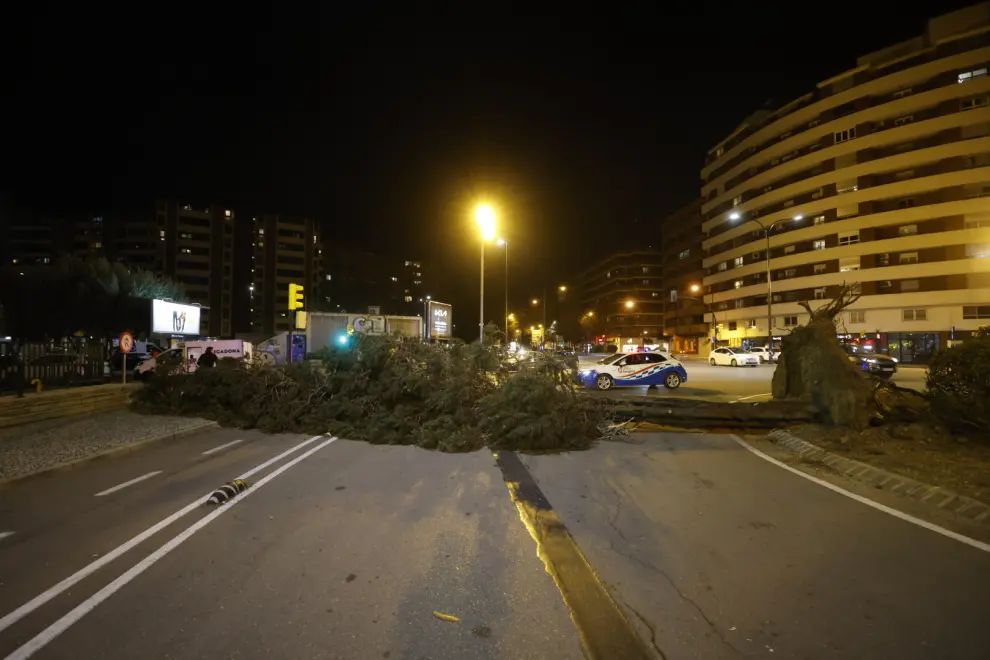 El fuerte viento ha derribado un árbol de gran porte en el camino de las Torres de Zaragoza