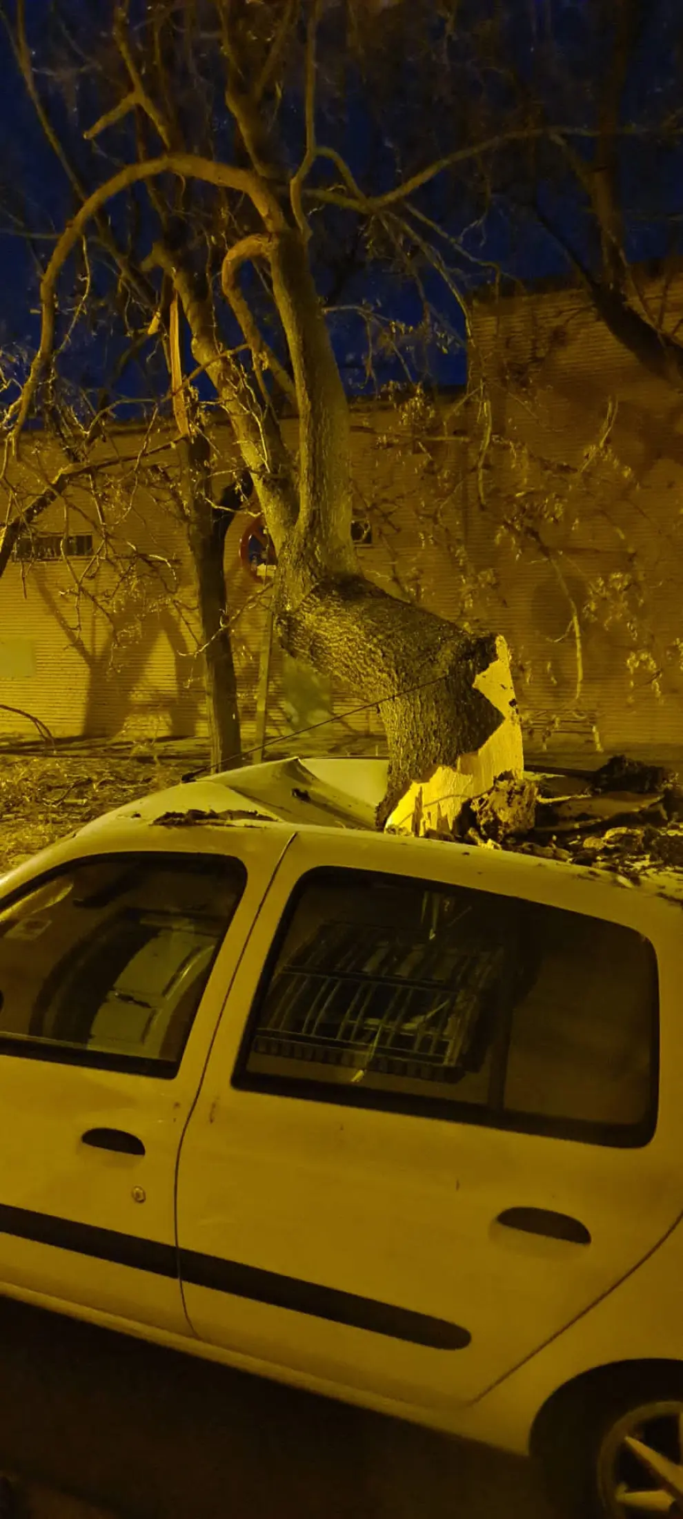 Un árbol derribado por el viento aplasta un coche en la calle Pedro Lucas Gállego de Zaragoza.