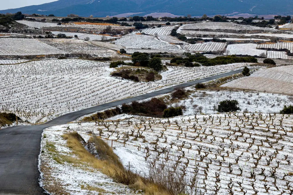 Nieve en las viñas próximas a Logroño.