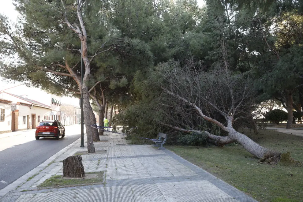 Un árbol caído en San Gregorio por las fuertes rachas de viento.