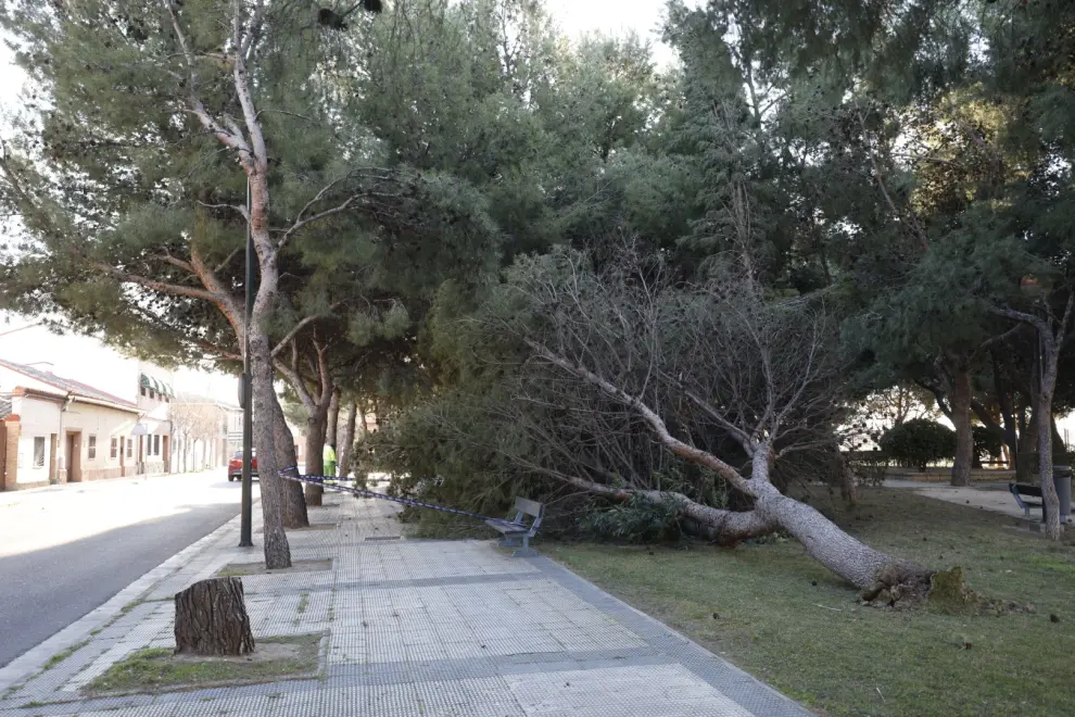 Un árbol caído en San Gregorio por las fuertes rachas de viento.