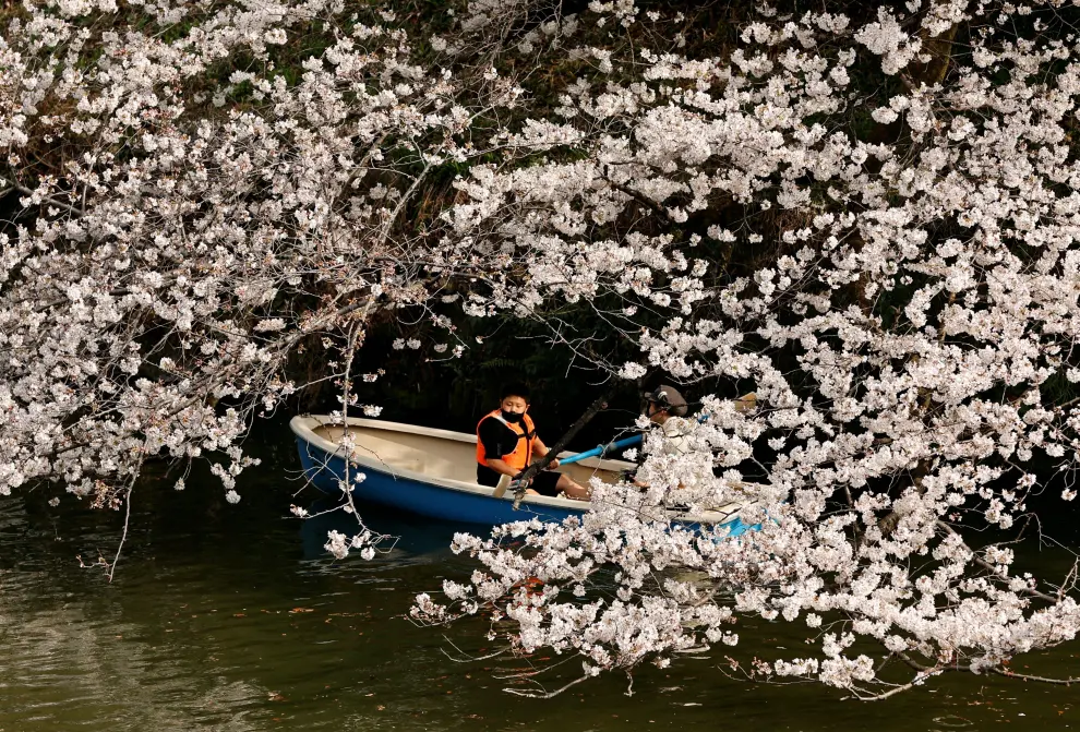 Visitors ride boats next to blooming cherry blossoms at Chidorigafuchi Park in Tokyo, Japan, March 22, 2023. REUTERS/Issei Kato SPRING-CHERRYBLOSSOMS/JAPAN