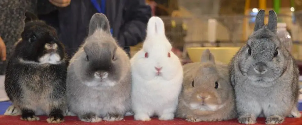 Conejos "Holandeses Enanos".