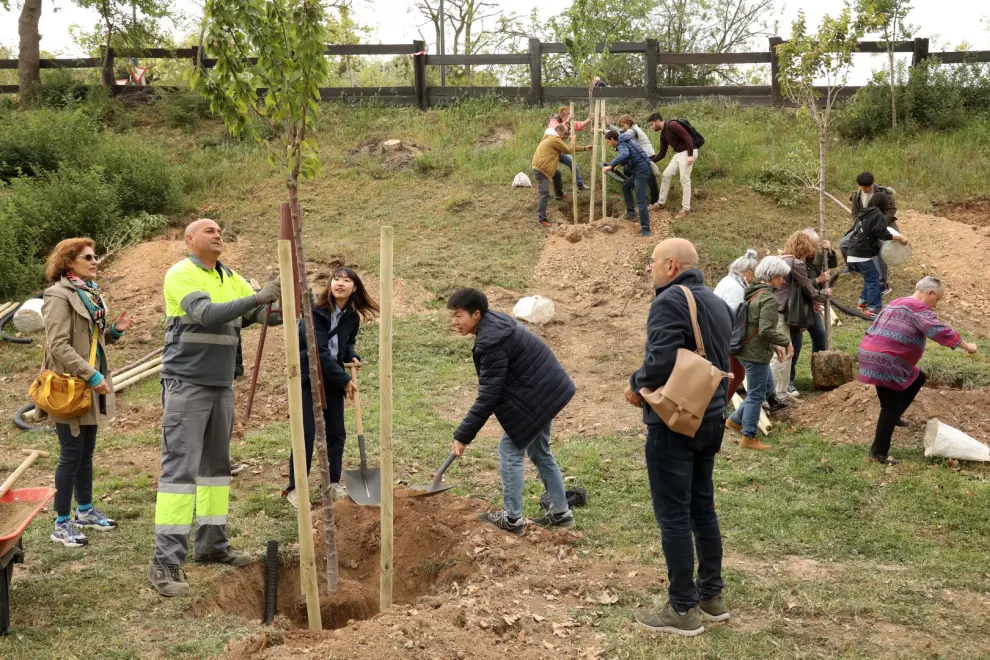Plantación de cerezos en el Parque Grande de Zaragoza.
