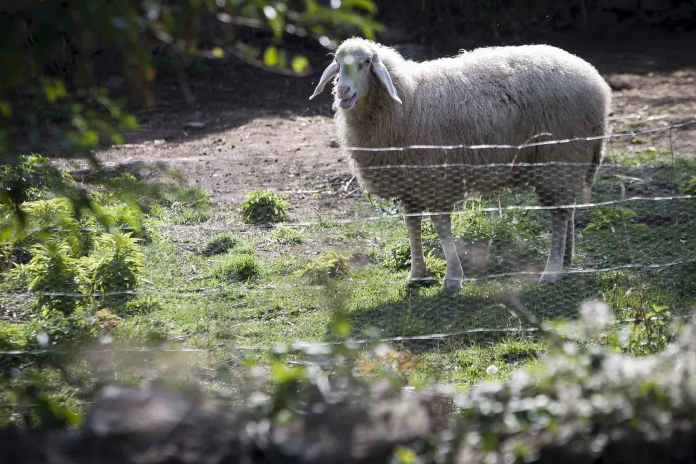 Una oveja en la localidad de Fago
