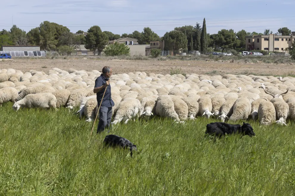 El ganadero Roberto Lorente, con su rebaño de ovejas, que sufre los ataques de la mosca negra en la ribera del Ebro, en el término de Pinseque.