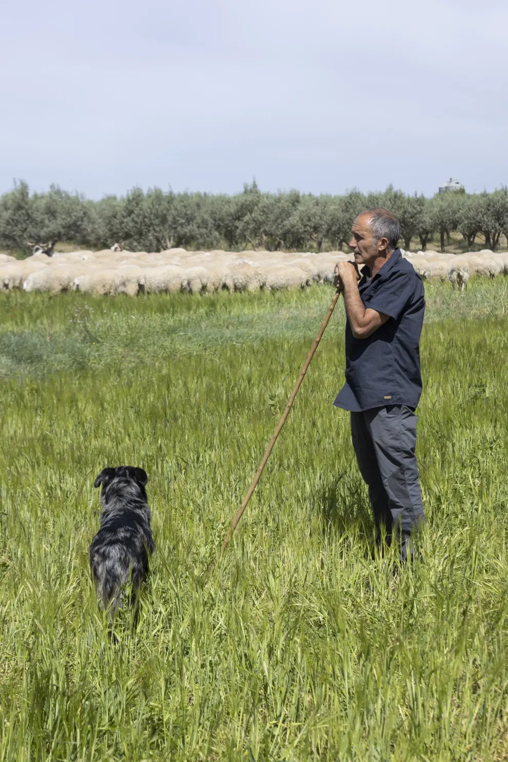 El ganadero Roberto Lorente, con su rebaño de ovejas, que sufre los ataques de la mosca negra en la ribera del Ebro, en el término de Pinseque.