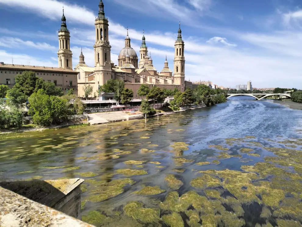 Fotos de algas (macrófitos) en el Ebro a su paso por Zaragoza