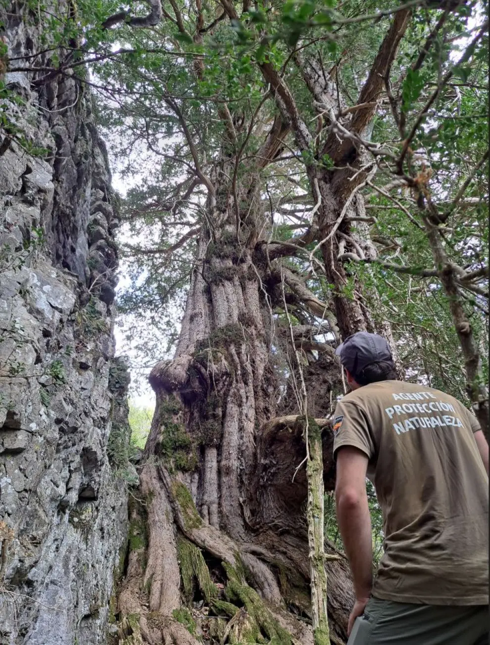 Los tejos encontrados en el cañón de Añisclo son árboles de grandes dimensiones