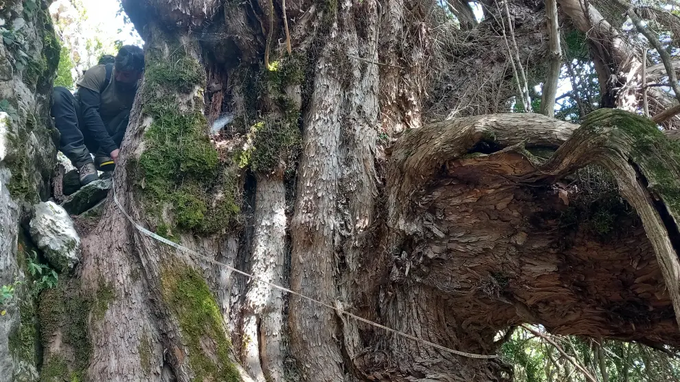 Los tejos encontrados en el cañón de Añisclo son árboles de grandes dimensiones.