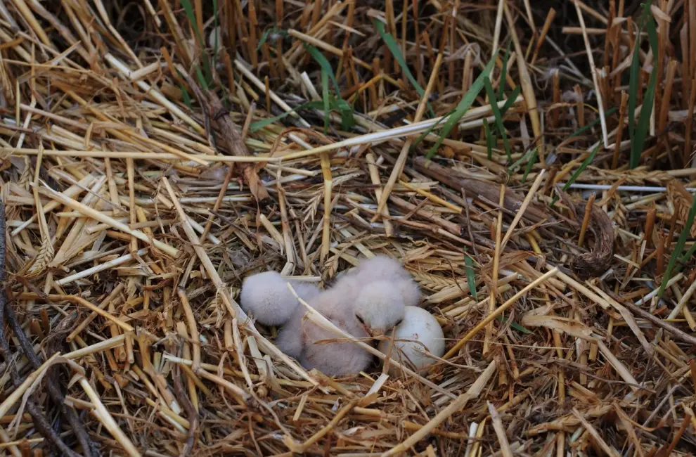 Pollos de aguilucho cenizo en el nido
