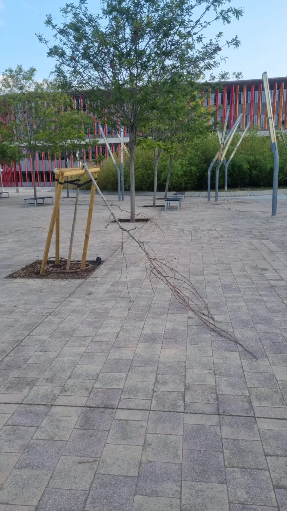 Árboles vandalizados en la zona de la Expo