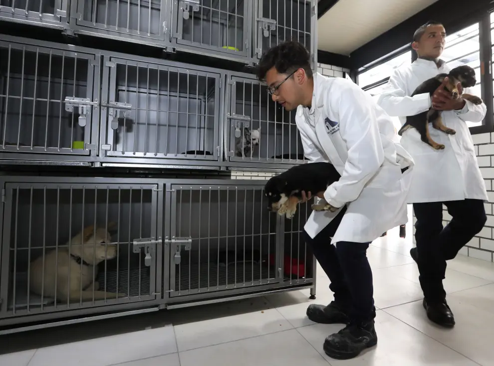 Inauguran en México el primer hotel para perros y gatos abandonados.