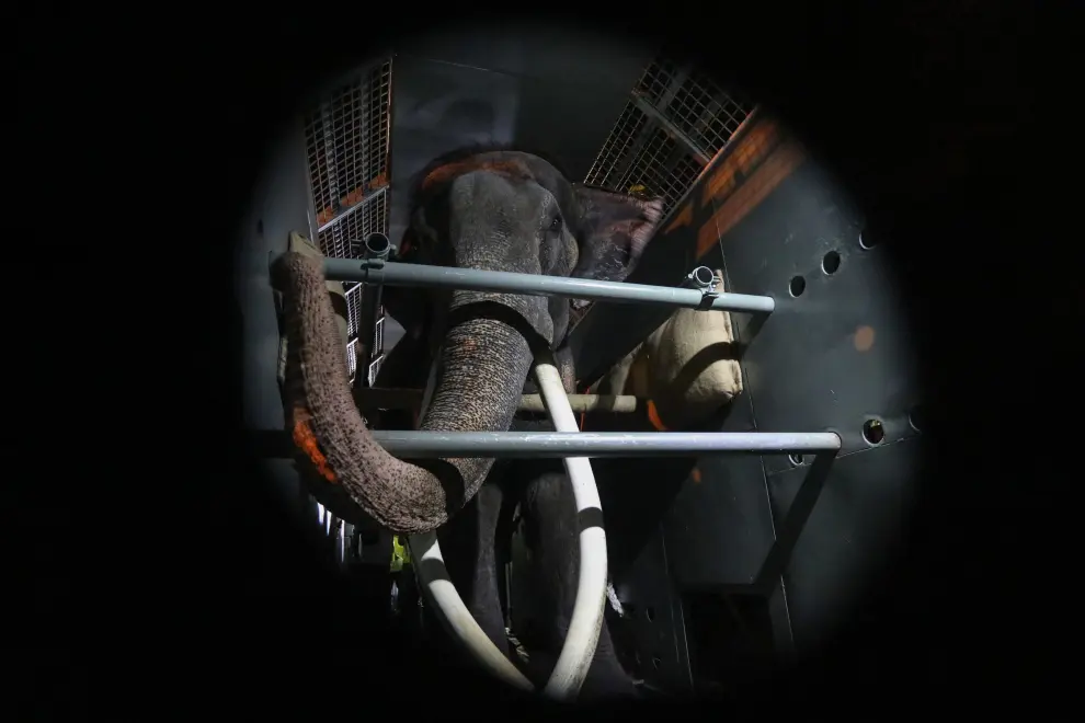 Foto del traslado del elefante conocido como Muthu Raja de Sri Lanka a Tailandia