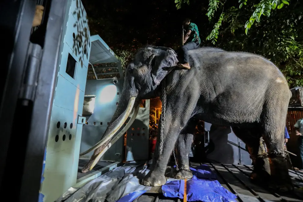 Foto del traslado del elefante conocido como Muthu Raja de Sri Lanka a Tailandia