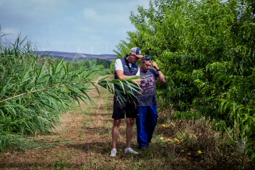 Visita de Jorge Azcón, Ramón Celma y Pedro Navarro, acompañados por algunos agricultores afectados por las tormentas, en Urrea de Jalón