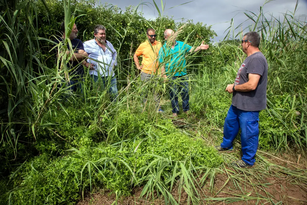 Visita de Jorge Azcón, Ramón Celma y Pedro Navarro, acompañados por algunos agricultores afectados por las tormentas, en Urrea de Jalón