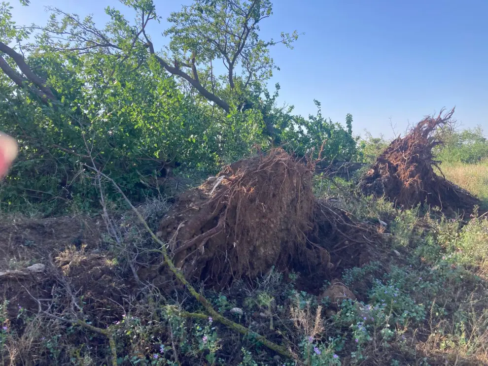 Las fuertes rachas de viento derribaron 300 árboles, que en su caída causaron numerosos desperfectos.