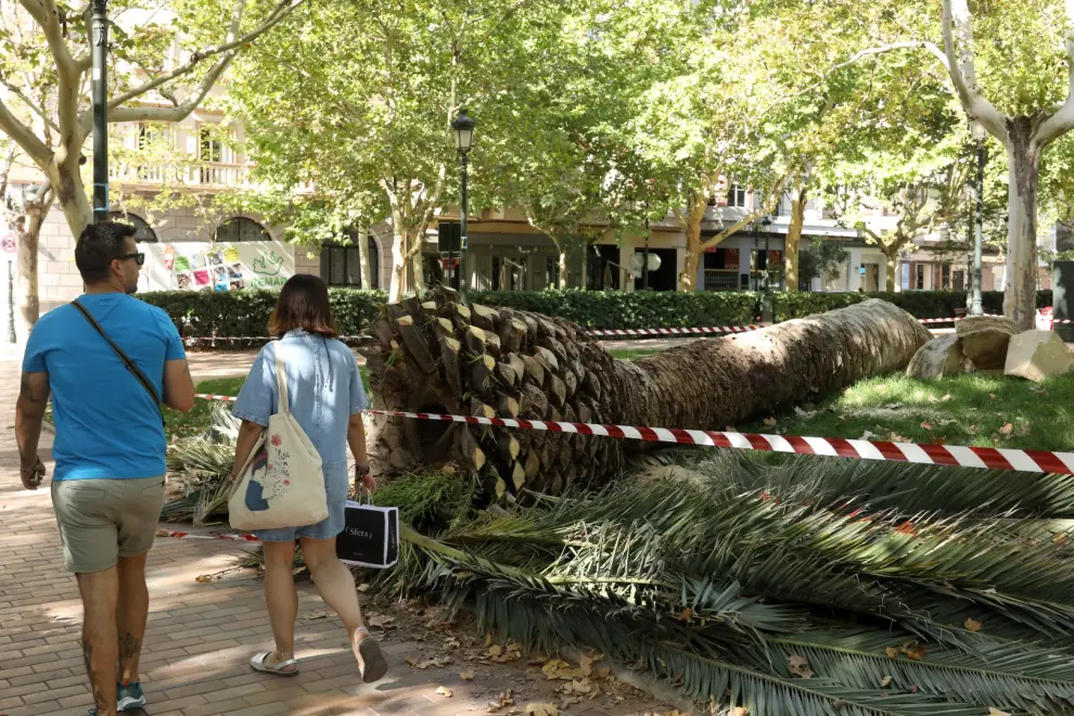 Tala de palmeras en la plaza de los Sitios de Zaragoza.