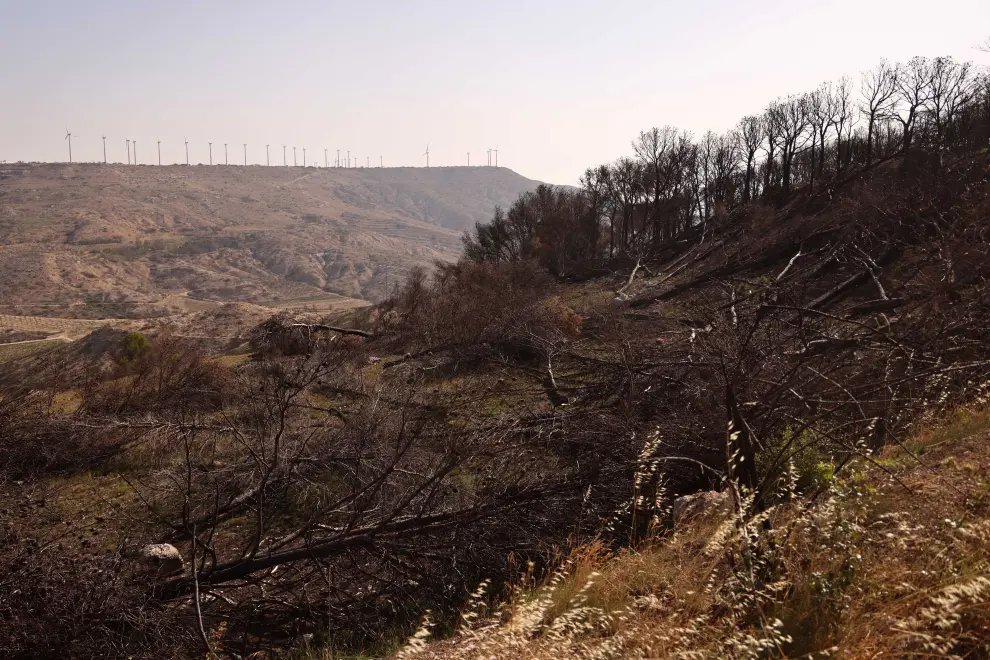 Estado de los términos que resultaron afectados por el incendio que se inició en Añón hace un año.