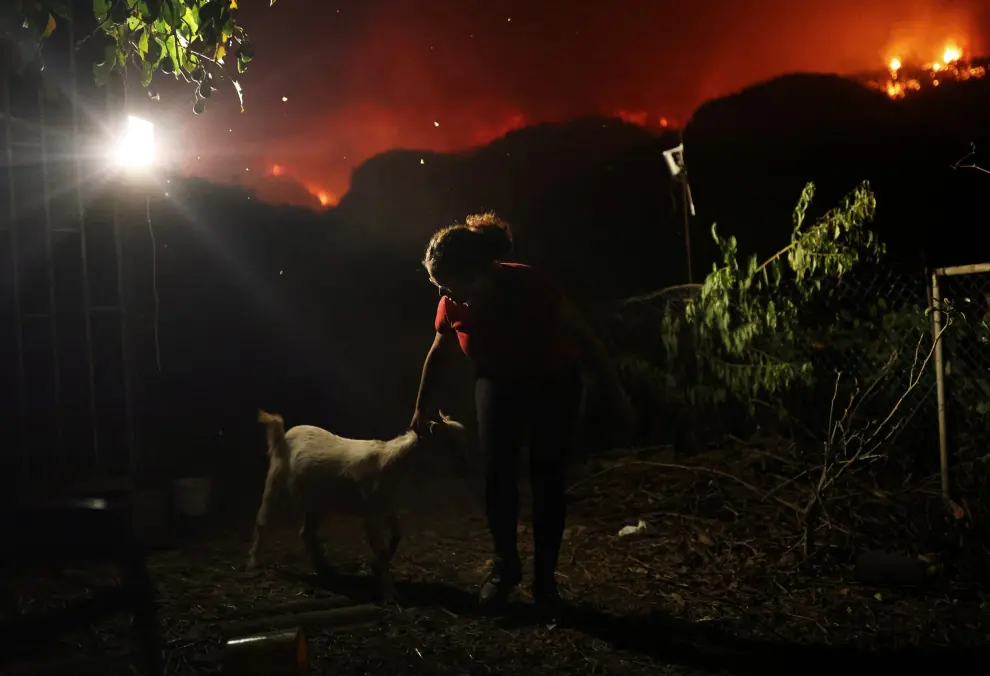 Marian, 17, rescues a goat in the village of La Victoria, as wildfires rage out of control on the island of Tenerife, Canary Islands, Spain August 19, 2023. REUTERS/Nacho Doce EUROPE-WEATHER/SPAIN-WILDFIRES