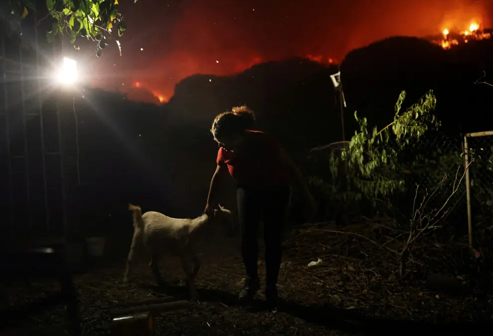Aranguren, 23, rescues an animal in the village of La Victoria, as wildfires rage out of control on the island of Tenerife, Canary Islands, Spain August 19, 2023. REUTERS/Nacho Doce EUROPE-WEATHER/SPAIN-WILDFIRES