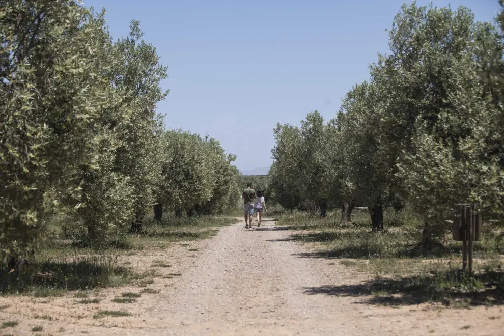 Campo de olivos en el camino desde Grisel al Pozo de los Aines