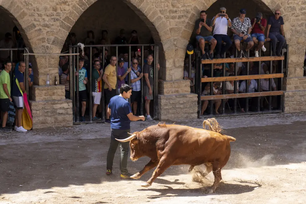 Encierro de vacas y un toro en las fiestas patronales de Cantavieja. foto Antonio Garcia Bykofoto. 25 08 23[[[FOTOGRAFOS]]]