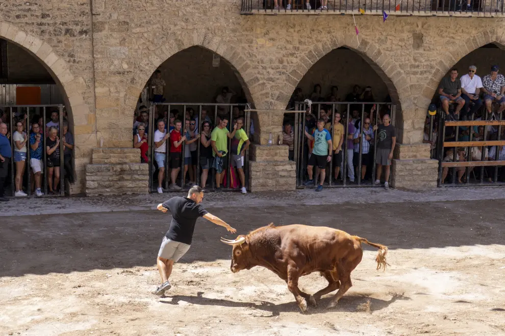 Encierro de vacas y un toro en las fiestas patronales de Cantavieja. foto Antonio Garcia Bykofoto_3. 25 08 23[[[FOTOGRAFOS]]]
