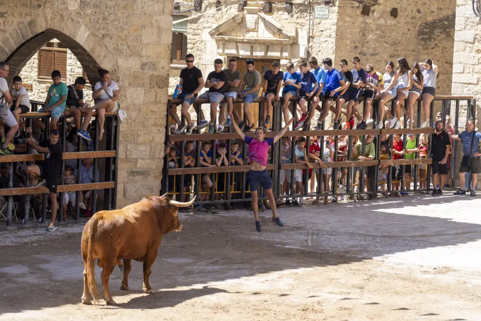 Encierro de vacas y un toro en las fiestas patronales de Cantavieja. foto Antonio Garcia Bykofoto. 25 08 23[[[FOTOGRAFOS]]]
