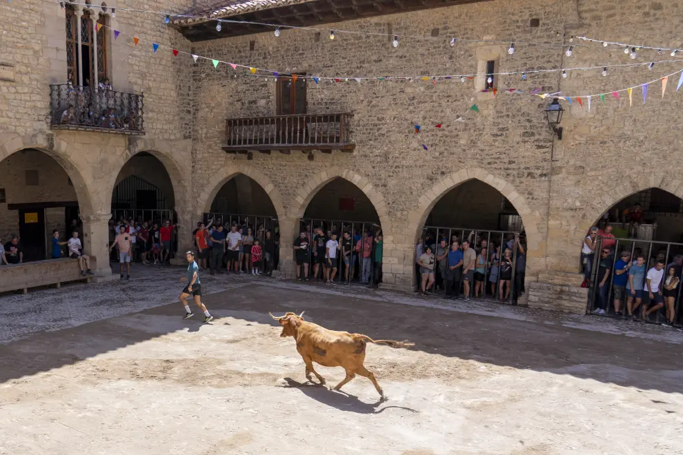 Encierro de vacas y un toro en las fiestas patronales de Cantavieja. foto Antonio Garcia Bykofoto_2. 25 08 23[[[FOTOGRAFOS]]]