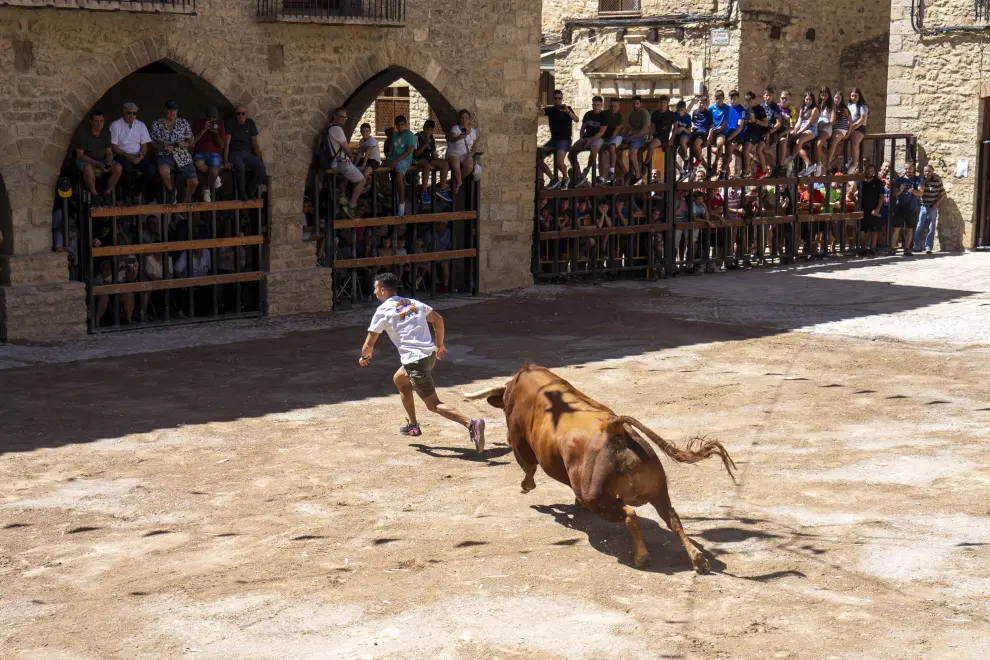 Encierro de vacas y un toro en las fiestas patronales de Cantavieja. foto Antonio Garcia Bykofoto_4. 25 08 23[[[FOTOGRAFOS]]]