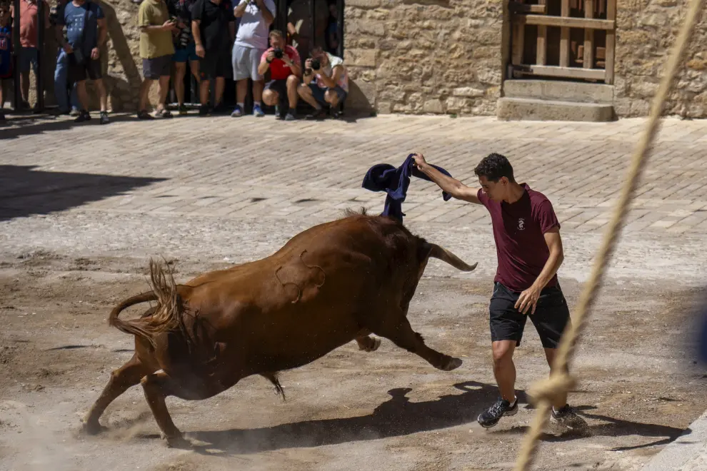Encierro de vacas y un toro en las fiestas patronales de Cantavieja. foto Antonio Garcia Bykofoto_3. 25 08 23[[[FOTOGRAFOS]]]
