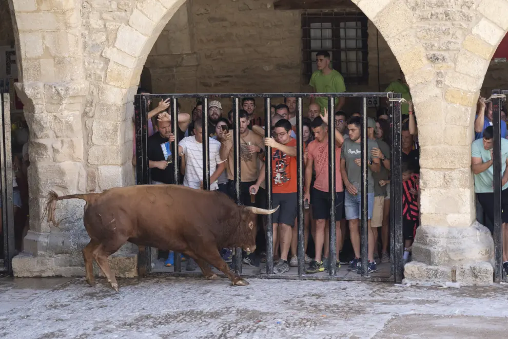 Encierro de vacas y un toro en las fiestas patronales de Cantavieja. foto Antonio Garcia Bykofoto_5. 25 08 23[[[FOTOGRAFOS]]]