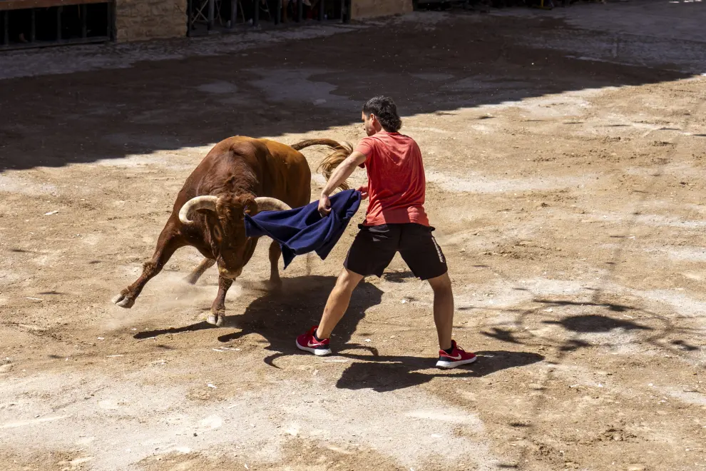 Encierro de vacas y un toro en las fiestas patronales de Cantavieja. foto Antonio Garcia Bykofoto_4. 25 08 23[[[FOTOGRAFOS]]]