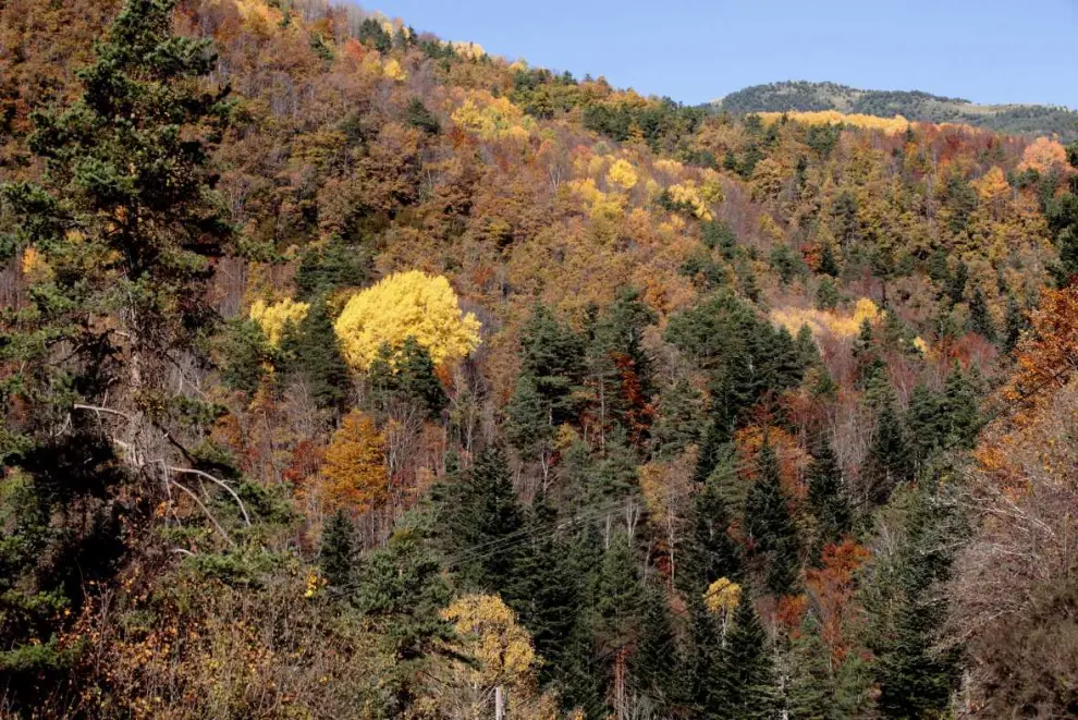 El otoño tiñe de colores el bosque de La Pardina del Señor, en Fanlo