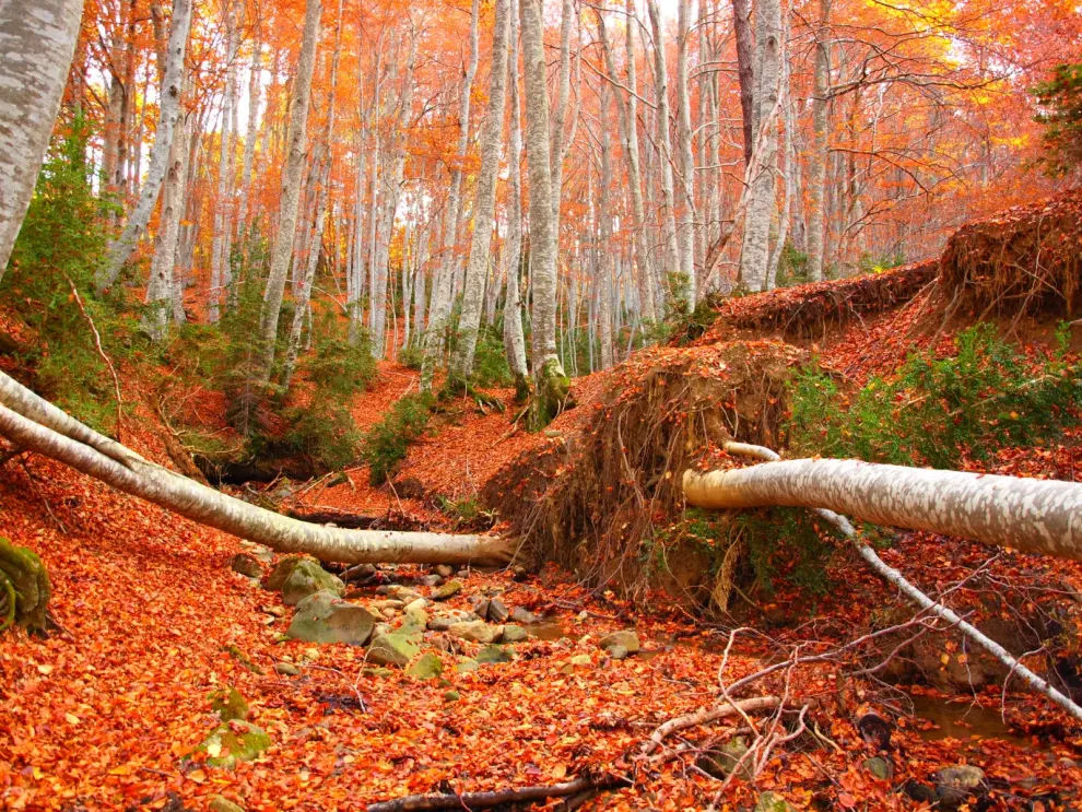 El Bosque del Betato se tiñe de preciosos colores en otoño