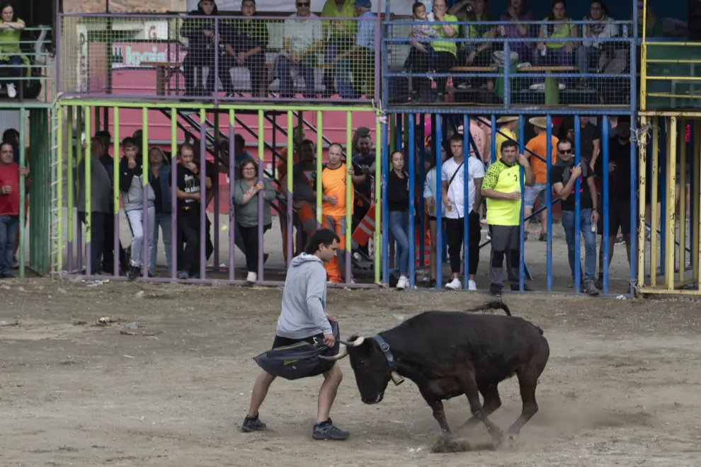 Encierro de vacas en las fiestas patronales de Sarrión.
