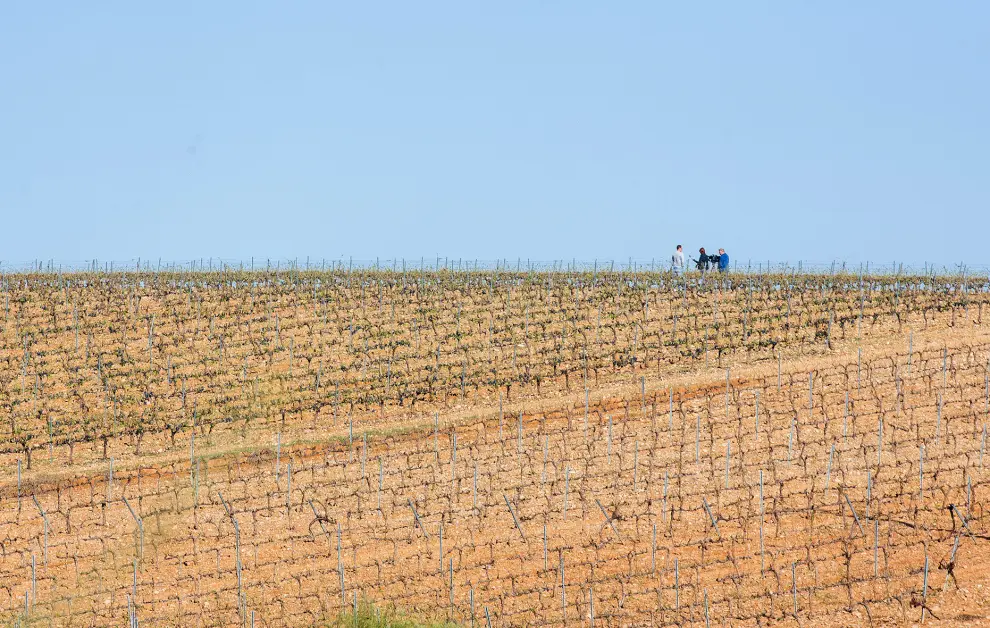 El pedrisco deja daños en cerca de 700 hectáreas de viñedo sin vendimiar entre Paniza, Encinacorba y Cariñena