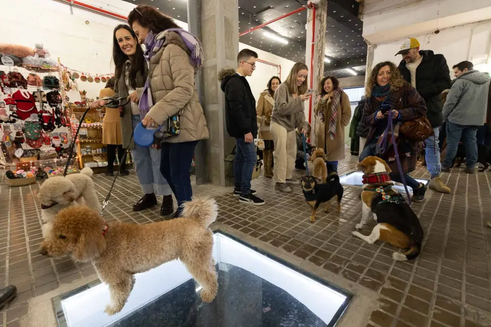 Nueva edición del mercado de mascotas de Zaragoza, organizado Tu Perro es Bienvenido, una empresa zaragozana y StartUp de la Universidad de Zaragoza.